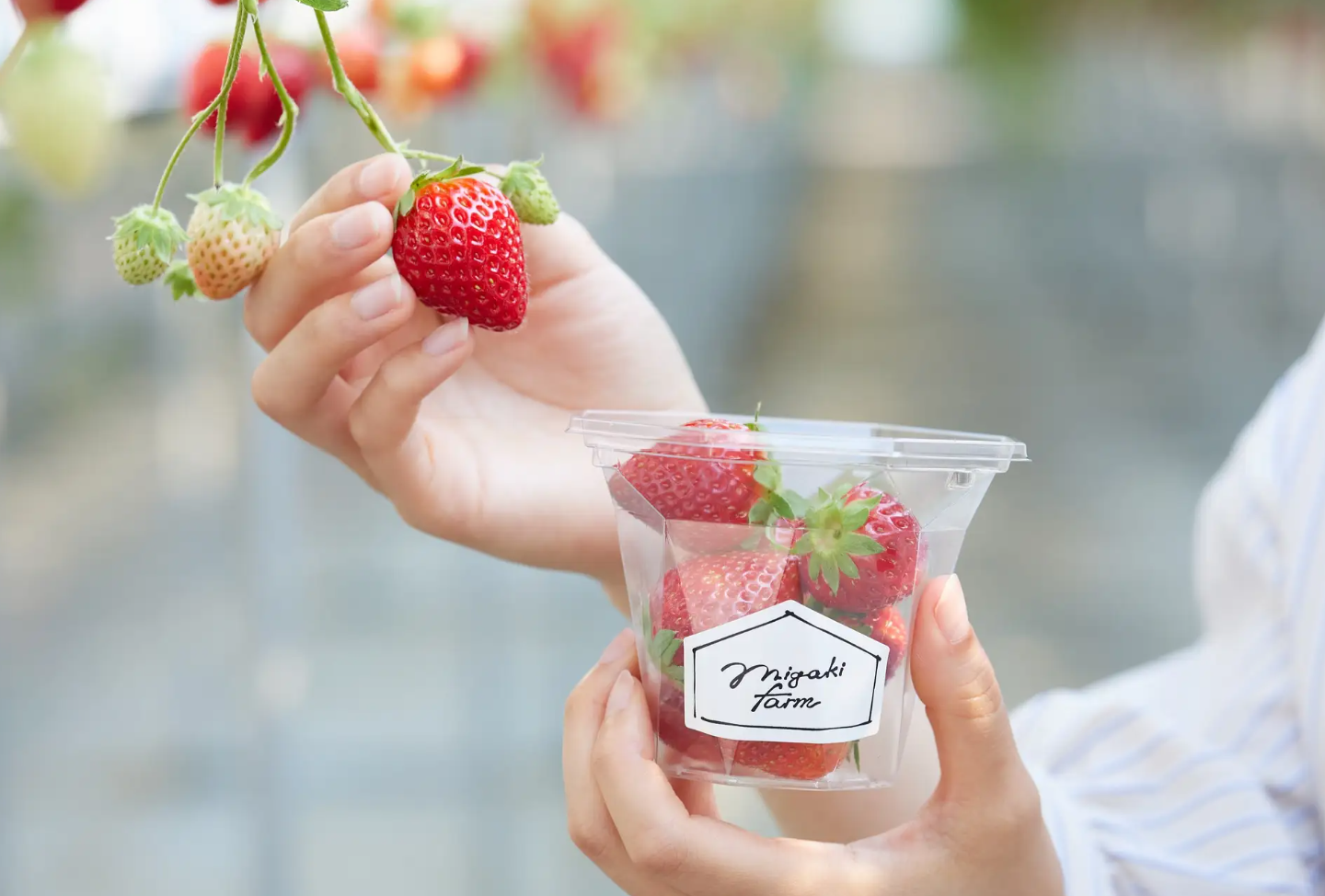 いちこ いちご START !! | 32orchard（サニーオーチャード）